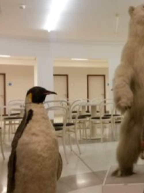 WS29BHVAWIPinguin.png